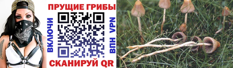 мега ONION  Алзамай  Псилоцибиновые грибы Cubensis 